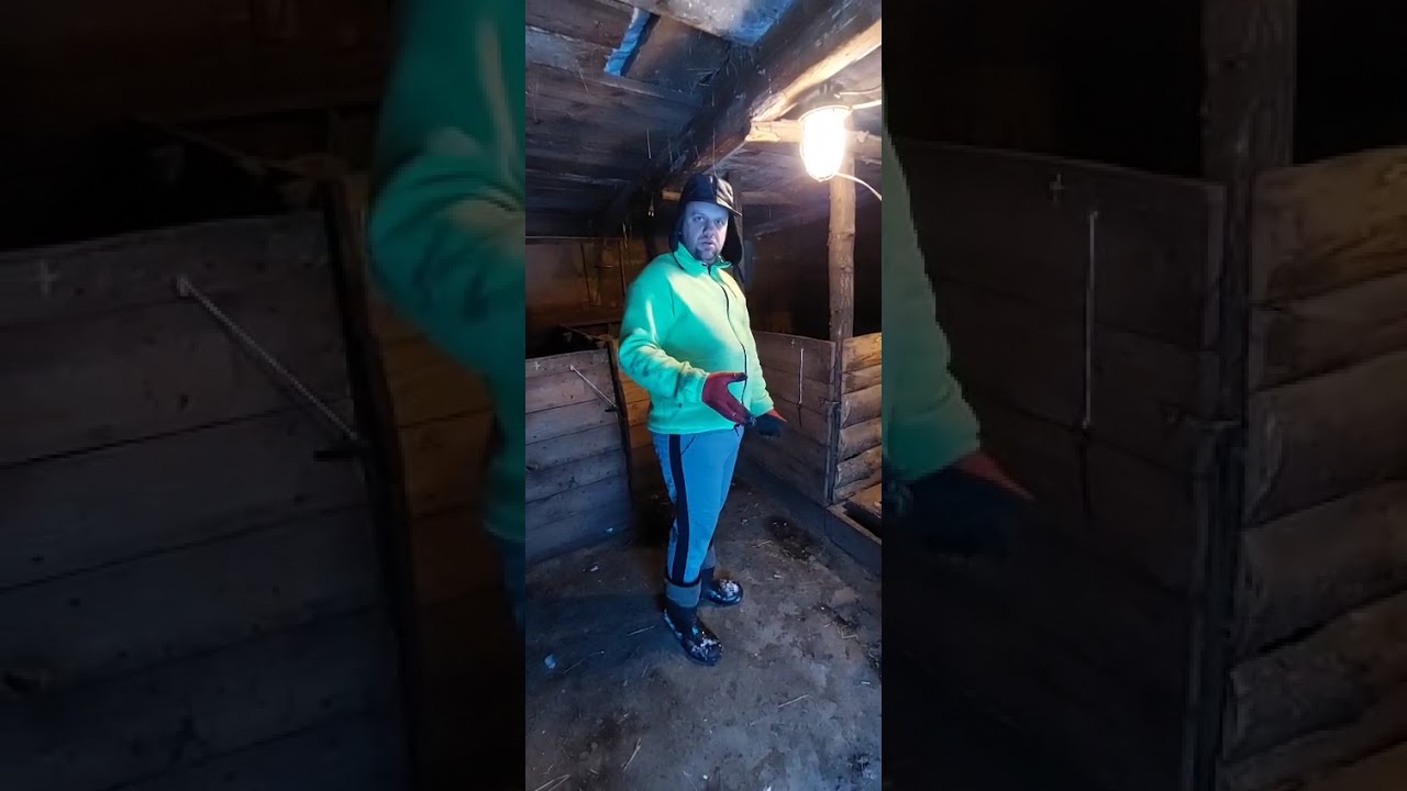 Великий секрет годівлі свиней. 