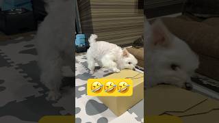 おもちゃへの執念が凄いとこうなる🤣🤣🤣#shorts #可愛い犬 #マルチーズ
