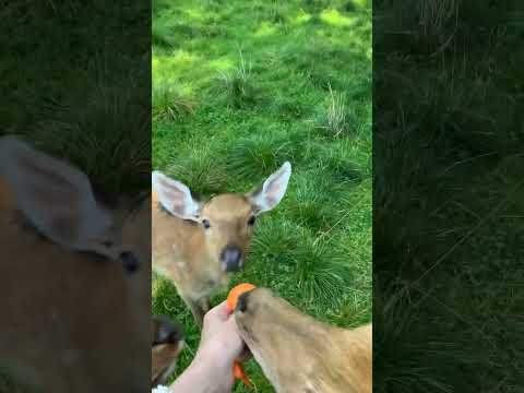 Не хотят делиться 😢😅🦌 #bambi #fawn #nature #babyanimals #little #forest #олень # #germanshepherd