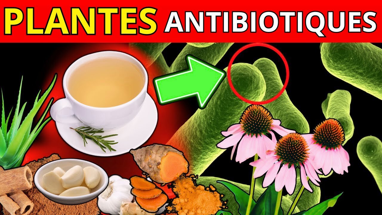 12 plantes médicinales aux effets antibiotiques naturels prouvés par la — free download