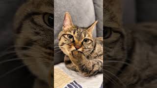 Cutest Kitten Sounds Ever 😻✨