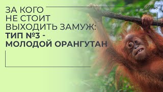 За кого не стоит идти замуж? Тип №3: молодой орангутан