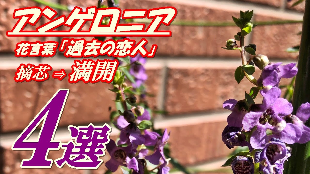 花 アンゲロニアの育て方 摘芯 Youtube