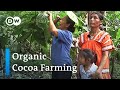 Panama: Cocoa growers protecting the jungle | Global Ideas