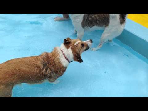 ひよ　2015夏　ひぬまプール