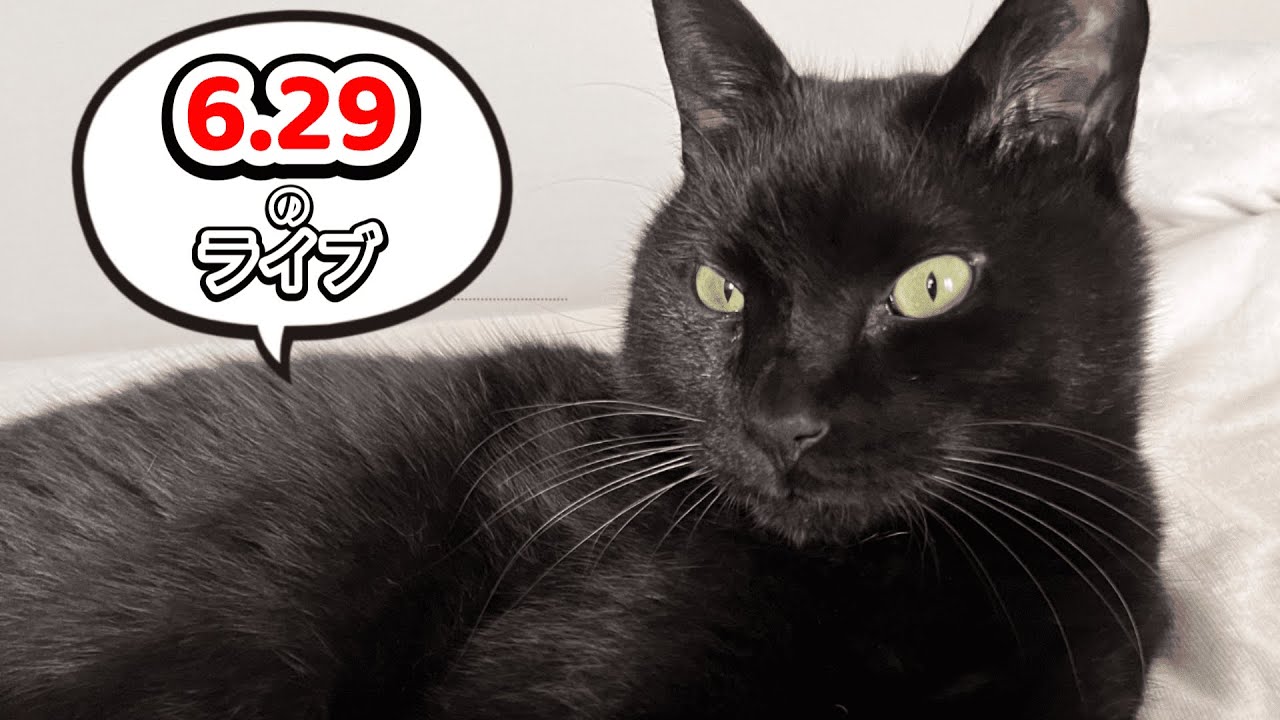 【クロ@猫飼ってます 】 リクエストページ 猫好き集合！】黒猫スピの飼い主の雑談ライブ！ - YouTube