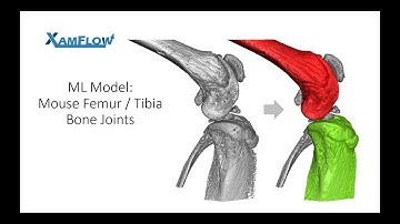 Segmenting Mouse Femur / Tibia Bone Joints: New nnU-Net 2 machine learning model