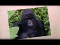 Familiar Faces | Gorillas Revisited with Sigourney Weaver | BBC Earth