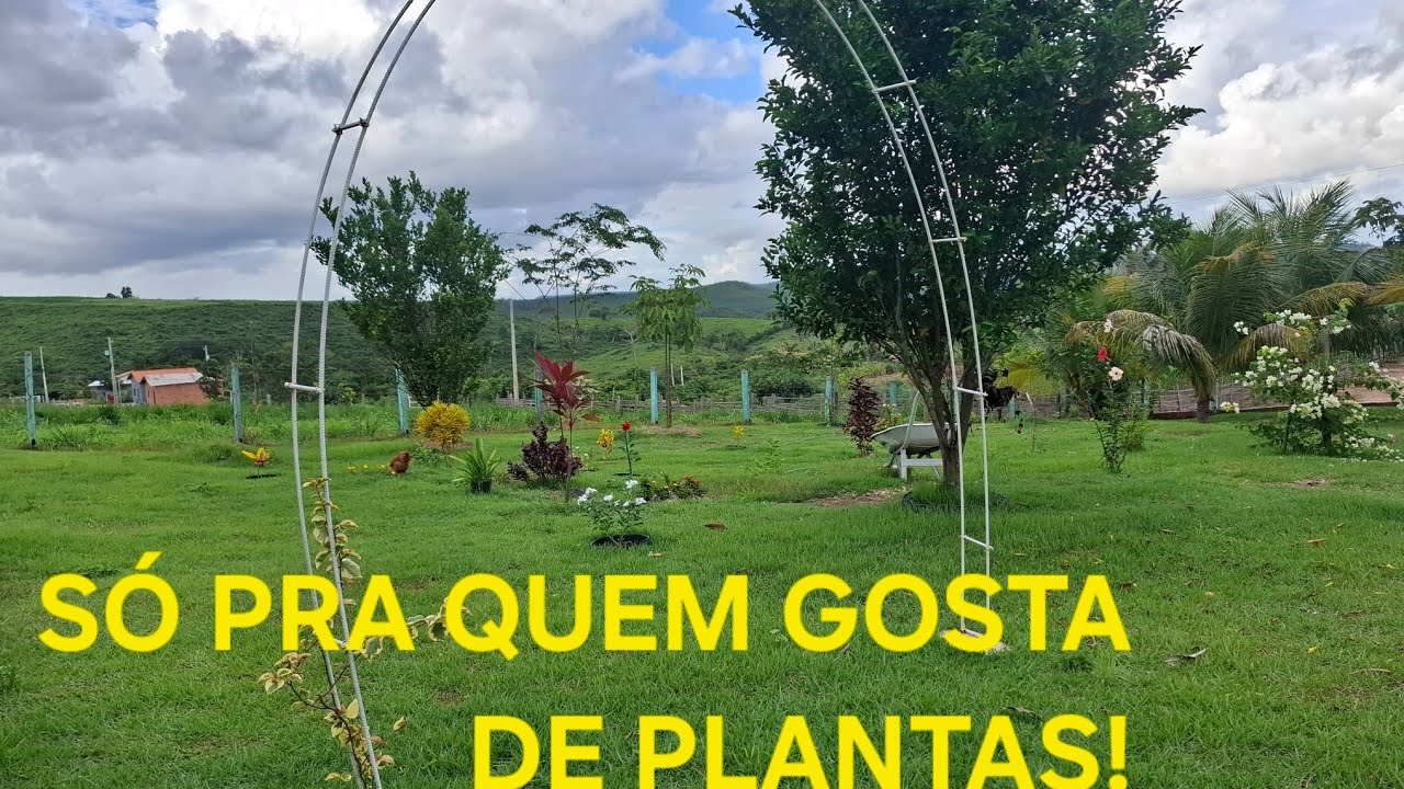 APRESENTAÇÃO DO MEU JARDIM! AQUI TEM PLANTAS; AQUI TEM AMOR.