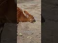 Baby Bongo Care