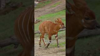 Baby Bongo Care