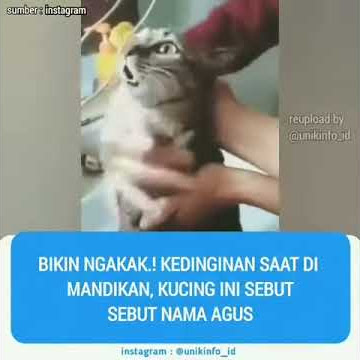 WOW KUCING MANGGIL NAMA AGUS