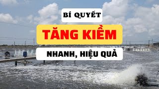 Bí quyết tăng kiềm cho ao tôm nhanh, hiệu quả | Nguyễn Minh Quốc #64