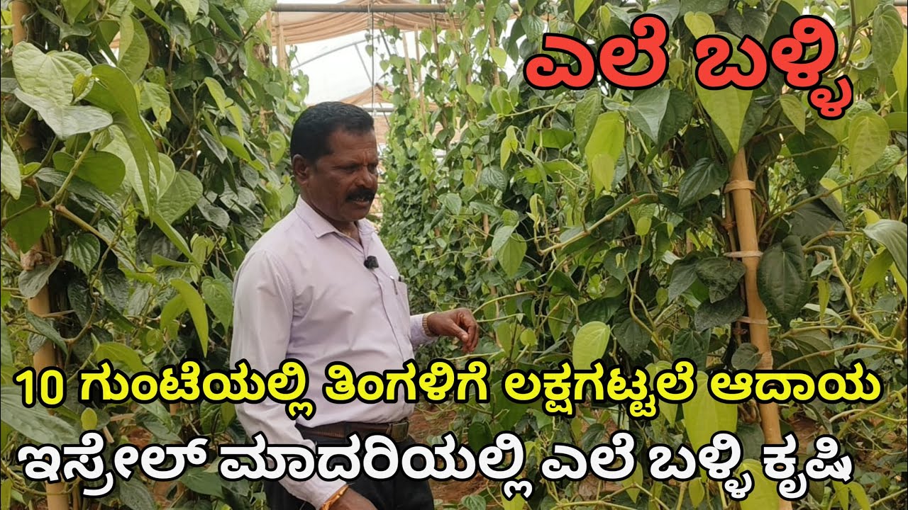 ಇಸ್ರೇಲ್ ಮಾದರಿಯಲ್ಲಿ ಎಲೆ ಬಳ್ಳಿ ಕೃಷಿ ‌| ಕೇವಲ 10 ಗುಂಟೆಯಲ್ಲಿ ತಿಂಗಳಿಗೆ ಲಕ್ಷ ಆದಾಯ | ಕಡಿಮೆ ಹೊಲದಲ್ಲಿ ಹೆಚ್ಚು 