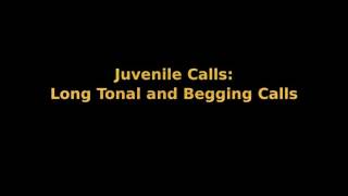Zebra Finch Call Types