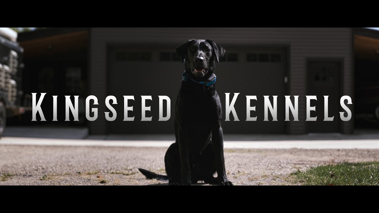 Professional Dog Training at Kingseed Kennels | Obedience & Gun Dog Training