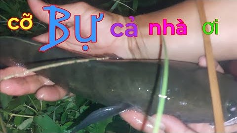 Nước cạn ra kinh cắm câu,lóc trê rô cá thác lác quá trời