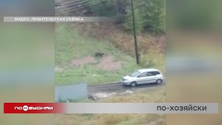 Из-за медведя школьников в Усть-Илимске перевели на дистанционное обучение