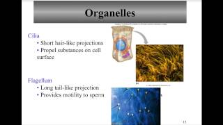 Ch 3 Cell Structure and Function (Entire Chapter)