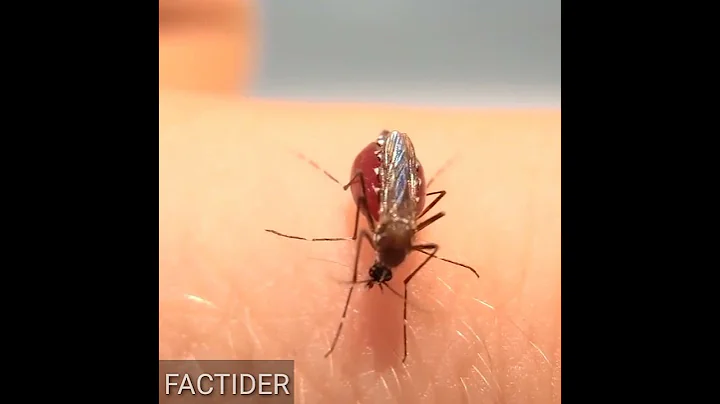 Mosquito drinking BLOOD till death #Shorts - DayDayNews