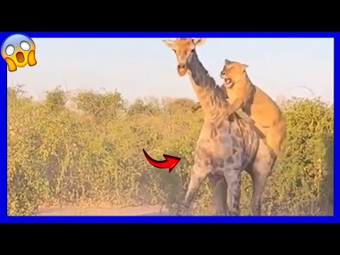 ¿Cómo cazan los leones a las jirafas?