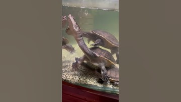 Turtle long neck #turtle #oceanpark #trending #philippines #turtlepet #oceanarium #reptiles