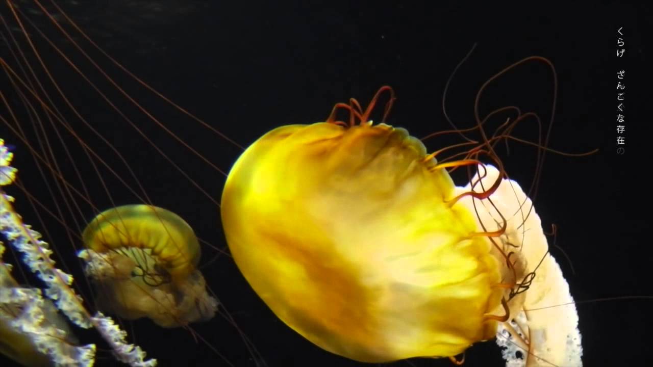 くらげのうた - YouTube