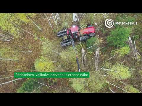 Video: Mikä on tiheä metsä?