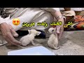 Unexpected Surprise Female Fennec Fox Gives Birth To Twins Prematurely