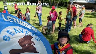 What do Beavers do....