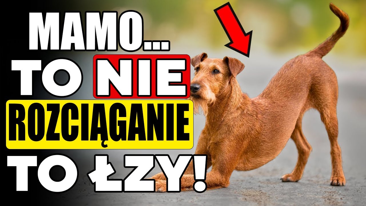 CZY Twój pies SIĘ ROZCIĄGA, gdy CIĘ widzi?! – Oto co próbuje Ci powiedzieć