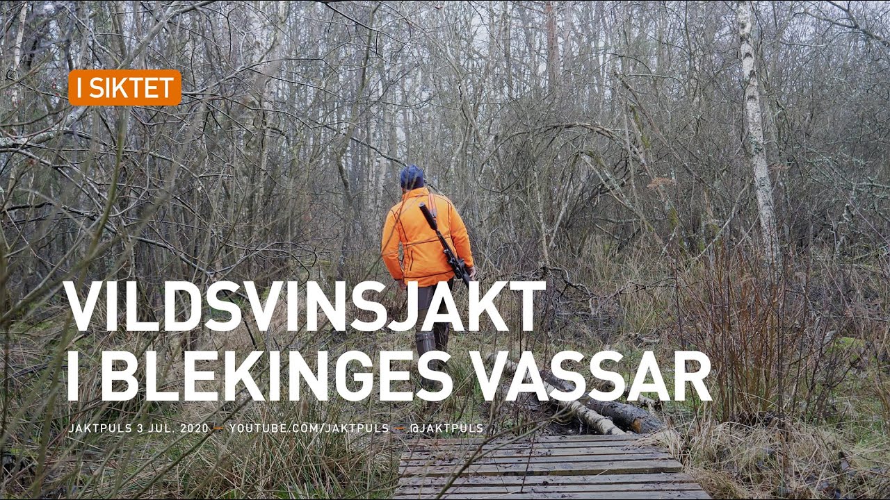 Vildsvinsjakt i blekinges vassar