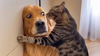 When Kitten Boss Around Big Dogs Funny Cat Videos 2025 Ever
