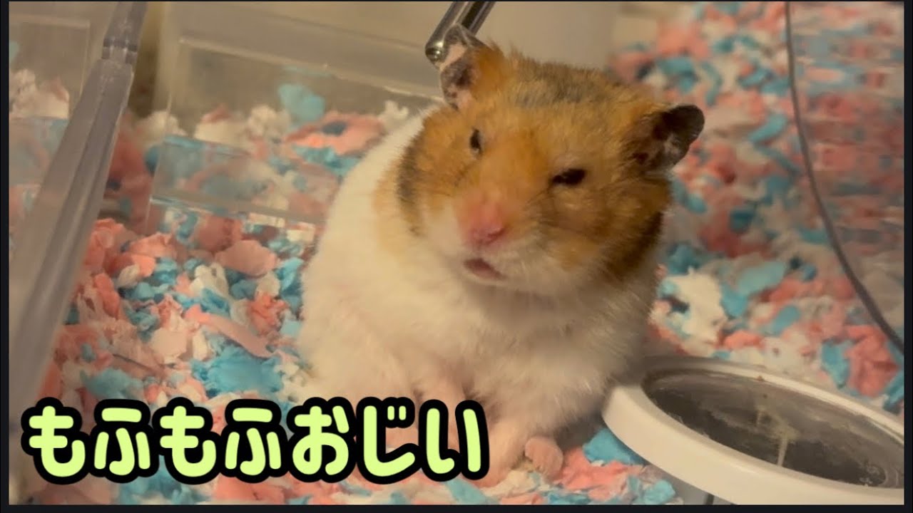 寝起きの顔がひどい？もふもふおじい「しっぽ」の愛おしい待機スタイル。Grumpy wake-up face? Shippo the grandpa's adorable waiting style.