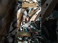マテバシイの実の冬越し