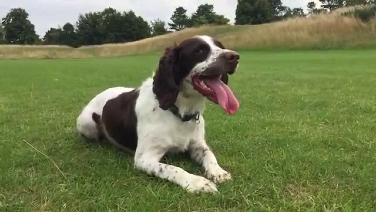 Springer Spaniel slow motion bark