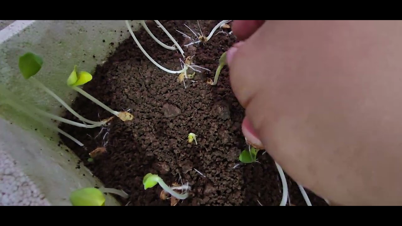 Chăm rau phải chăm như con của mình, lơ là một phút là hỏng cả lứa ngay. Topfarm Veg