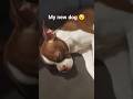 I got a new dog #dog #sleep