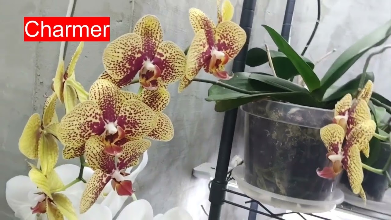 Квітування орхідей сезон 2025 - 2026 рік. Частина 1
