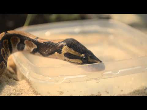 Ball Python Drinking