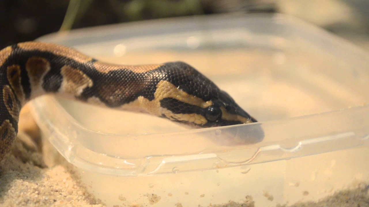 Ball Python Drinking YouTube