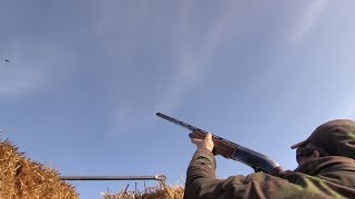The Shooting Show - high-flying pigeons with Geoff Garrod screenshot 2