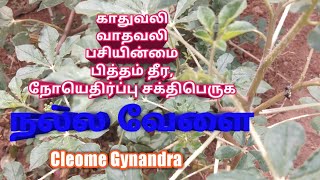 நலலவள L நலவள L தவள L Cleome Gynandra L Nalavellai