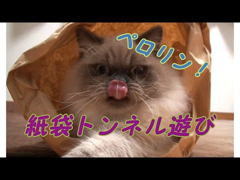 ズボッっといい音!紙製トンネル遊び 【イケメンになりたい猫の軌跡】#47