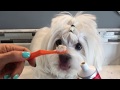 BEST WAY HOW TO BRUSH YOUR DOG'S TEETH - Clean Teeth