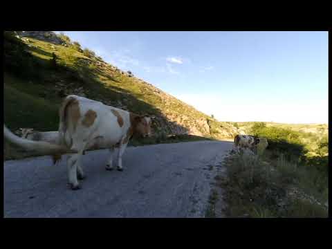 your chances of getting killed by a cow are low, but never zero