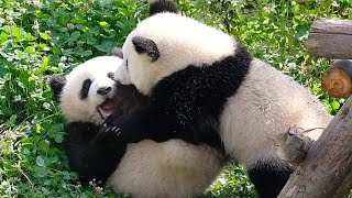 Lun Wu Vs Jin Dou, two kindergarten kids are fighting by 胖达日记 Hi Panda 4,291 views 8 days ago 1 minute, 37 seconds
