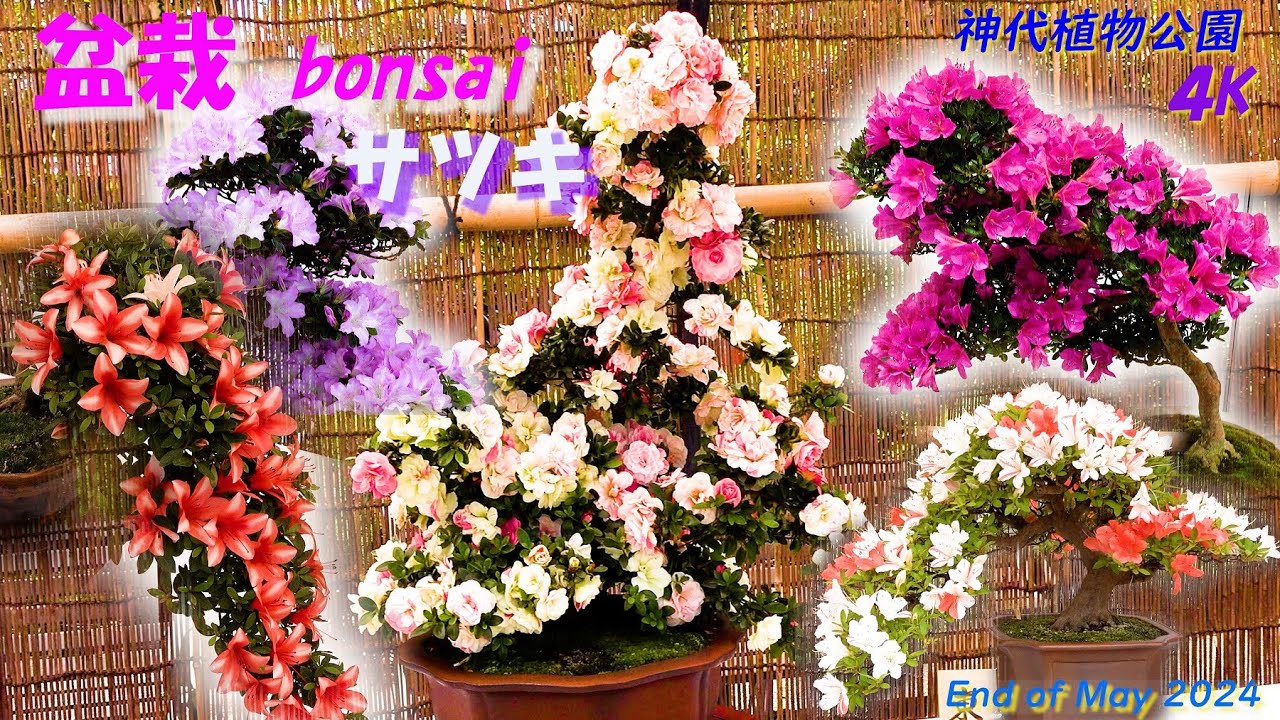 盆栽　さつき 🌴📽4K🌺盆栽 サツキ・さつき🌼 bonsai🌺bonsaï 🌸 神代植物公園 End