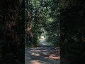 It’s goa time #travel #vlog #nature #truck #goa #destination