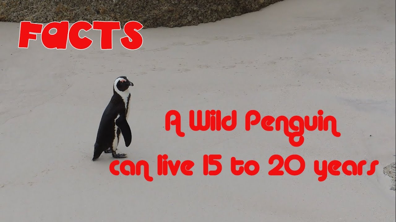 Interesting Facts About Penguins YouTube Interesting Facts About Penguins YouTube